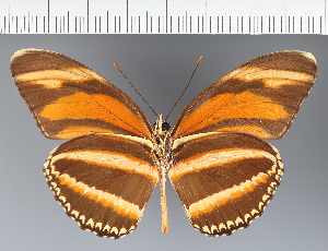  (Heliconiini_gen sp. CF19 - CFC27398)  @11 [ ] copyright (2023) Center For Collection-Based Research Center For Collection-Based Research
