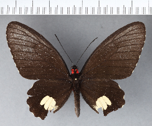  (Parides cutorina - CFC02766)  @11 [ ] Copyright (2018) Center For Collection-Based Research Center For Collection-Based Research