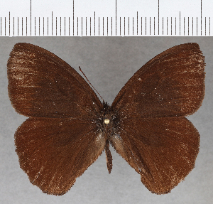 (Forsterinaria rustica rustica - CFC27964)  @11 [ ] copyright (2020) Center For Collection-Based Research Center For Collection-Based Research