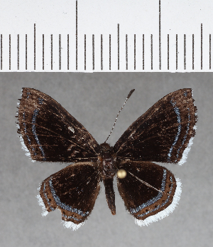  ( - CFC02805)  @11 [ ] Copyright (2018) Center For Collection-Based Research Center For Collection-Based Research