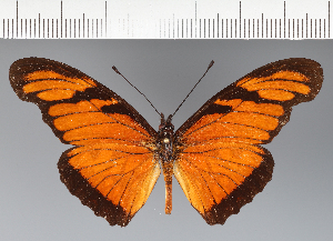  (Heliconiini_gen sp. CF28 - CFC28057)  @11 [ ] copyright (2023) Center For Collection-Based Research Center For Collection-Based Research