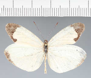  (Pieridae_gen sp. CF114 - CFC28156)  @11 [ ] copyright (2023) Center For Collection-Based Research Center For Collection-Based Research