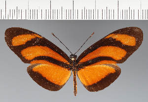  (Heliconiini_gen sp. CF27 - CFC28177)  @11 [ ] copyright (2023) Center For Collection-Based Research Center For Collection-Based Research