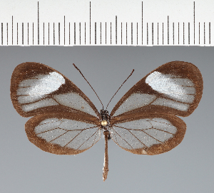  ( - CFC28226)  @11 [ ] copyright (2023) Center For Collection-Based Research Center For Collection-Based Research
