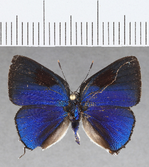  ( - CFC28419)  @11 [ ] Copyright (2020) Center For Collection-Based Research Center For Collection-Based Research