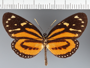  (Heliconiini_gen sp. CF25 - CFC28784)  @11 [ ] copyright (2023) Center For Collection-Based Research Center For Collection-Based Research