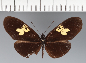  (Heliconiini_gen sp. CF24 - CFC30178)  @11 [ ] copyright (2023) Center For Collection-Based Research Center For Collection-Based Research