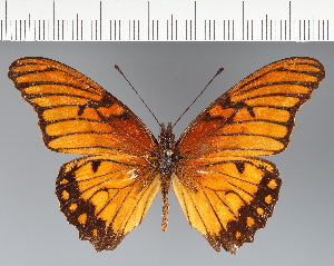  (Heliconiini_gen sp. CF29 - CFC30192)  @11 [ ] copyright (2023) Center For Collection-Based Research Center For Collection-Based Research