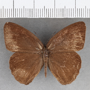  (Euptychia insignis - CFC31247)  @11 [ ] copyright (2020) Center For Collection-Based Research Center For Collection-Based Research