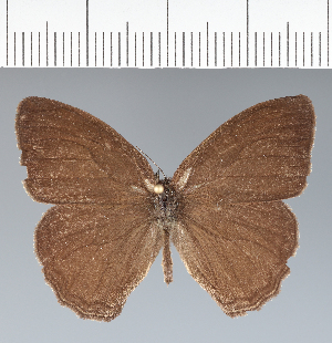  (Malaveria mimula - CFC31461)  @11 [ ] copyright (2022) Center For Collection-Based Research Center For Collection-Based Research