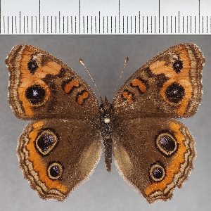  (Junonia sp. CF06 - CFC33329)  @11 [ ] copyright (2021) Center For Collection-Based Research Center For Collection-Based Research