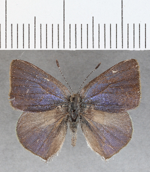  ( - CFC33409)  @11 [ ] Copyright (2020) Center For Collection-Based Research Center For Collection-Based Research