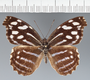  (Catonephele sp. CF04 - CFC34259)  @11 [ ] copyright (2023) Center For Collection-Based Research Center For Collection-Based Research