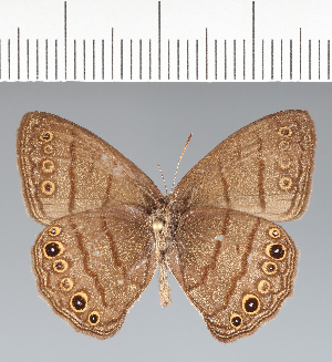  ( - CFC34492)  @11 [ ] copyright (2022) Center For Collection-Based Research Center For Collection-Based Research