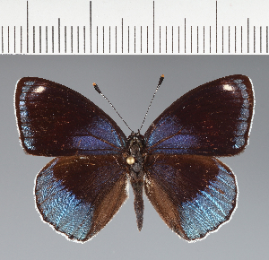  (Diaethria sp. CF10 - CFC34876)  @11 [ ] copyright (2023) Center For Collection-Based Research Center For Collection-Based Research