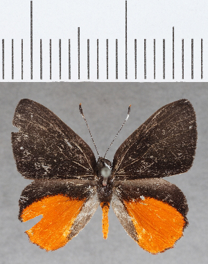  ( - CFC35170)  @11 [ ] Copyright (2020) Center For Collection-Based Research Center For Collection-Based Research