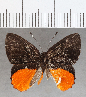  ( - CFC35533)  @11 [ ] Copyright (2020) Center For Collection-Based Research Center For Collection-Based Research