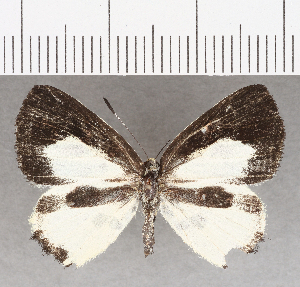  (Anteros nubosus - CFC35599)  @11 [ ] Copyright (2020) Center For Collection-Based Research Center For Collection-Based Research