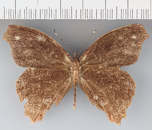  (Amphidecta pignerator - CFC35672)  @11 [ ] copyright (2021) Center For Collection-Based Research Center For Collection-Based Research