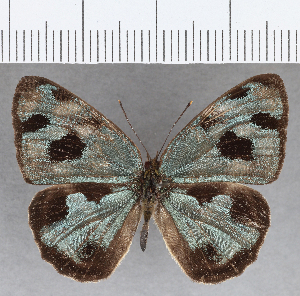  ( - CFC36396)  @11 [ ] Copyright (2020) Center For Collection-Based Research Center For Collection-Based Research