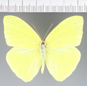  (Pieridae_gen sp. CF184 - CFC36765)  @11 [ ] copyright (2023) Center For Collection-Based Research Center For Collection-Based Research