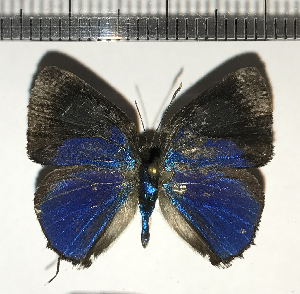  (Ostrinotes sp. CFCF - CFC03695)  @11 [ ] Copyright (2018) Center For Collection-Based Research Center For Collection-Based Research