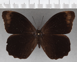  (Pronophila orcus - CFC37003)  @11 [ ] copyright (2020) Center For Collection-Based Research Center For Collection-Based Research