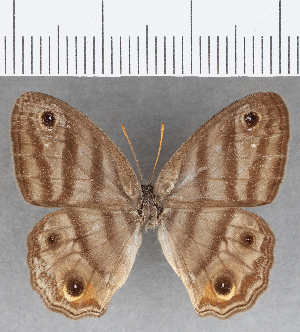  (Euptychia tunche - CFC03852)  @11 [ ] copyright (2021) Center For Collection-Based Research Center For Collection-Based Research
