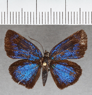  (unclassified Hesperiidae - CFC39071)  @13 [ ] copyright (2021) Center For Collection-Based Research Center For Collection-Based Research
