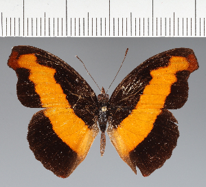  (Catonephele sp. CF05 - CFC39216)  @11 [ ] copyright (2023) Center For Collection-Based Research Center For Collection-Based Research
