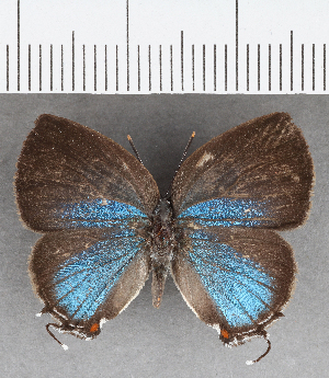  (Ostrinotes sp. CF12 - CFC39256)  @11 [ ] copyright (2021) Center For Collection-Based Research Center For Collection-Based Research