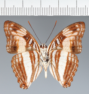  (Adelpha heraclea - CFC39349)  @11 [ ] copyright (2023) Center For Collection-Based Research Center For Collection-Based Research