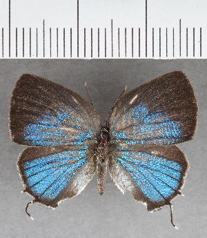  (Ostrinotes sp. CF14 - CFC39489)  @11 [ ] copyright (2021) Center For Collection-Based Research Center For Collection-Based Research