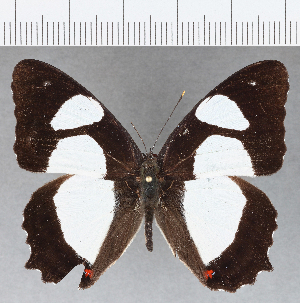  (Pyrrhogyra typhoeus - CFC03996)  @11 [ ] Copyright (2019) Center For Collection-Based Research Center For Collection-Based Research