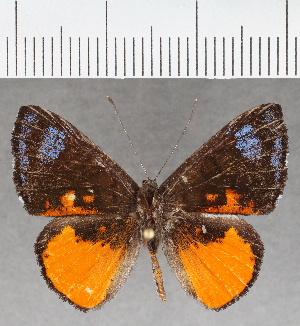  ( - CFC40153)  @11 [ ] copyright (2021) Center For Collection-Based Research Center For Collection-Based Research