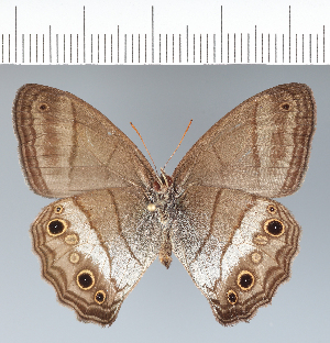  (Modestia analis - CFC41662)  @11 [ ] copyright (2022) Center For Collection-Based Research Center For Collection-Based Research