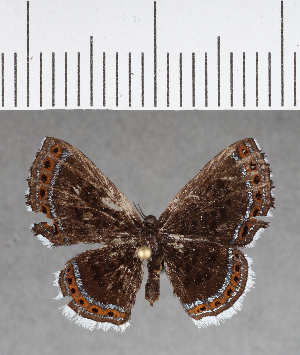  ( - CFC04173)  @11 [ ] Copyright (2018) Center For Collection-Based Research Center For Collection-Based Research