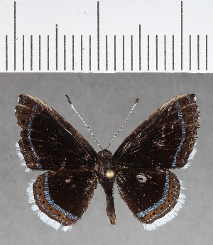  ( - CFC04177)  @11 [ ] Copyright (2018) Center For Collection-Based Research Center For Collection-Based Research