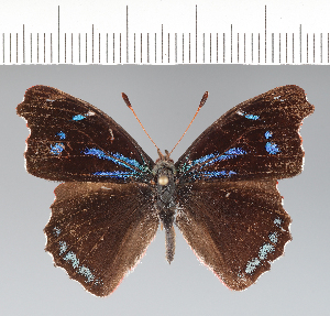  (Perisama cecidas - CFC41858)  @11 [ ] copyright (2022) Center For Collection-Based Research Center For Collection-Based Research