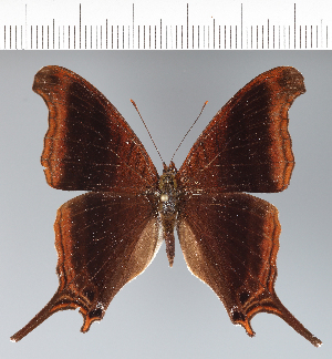  ( - CFC41901)  @11 [ ] copyright (2022) Center For Collection-Based Research Center For Collection-Based Research