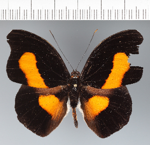  ( - CFC41919)  @11 [ ] copyright (2022) Center For Collection-Based Research Center For Collection-Based Research