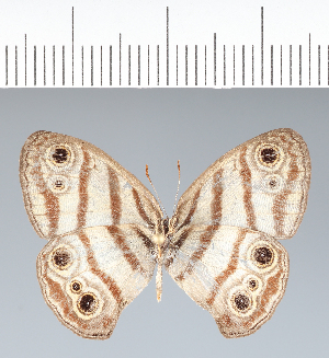  ( - CFC41963)  @11 [ ] copyright (2022) Center For Collection-Based Research Center For Collection-Based Research