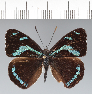  (Perisama tringa - CFC42048)  @11 [ ] copyright (2022) Center For Collection-Based Research Center For Collection-Based Research