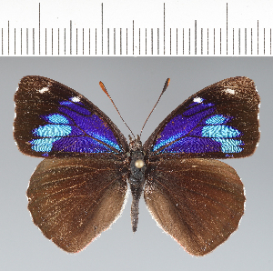  (Perisama calamis - CFC42049)  @11 [ ] copyright (2022) Center For Collection-Based Research Center For Collection-Based Research