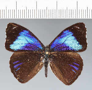  (Perisama philinus - CFC42051)  @11 [ ] copyright (2022) Center For Collection-Based Research Center For Collection-Based Research