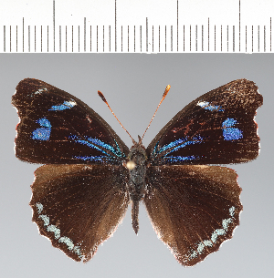  ( - CFC42052)  @11 [ ] copyright (2022) Center For Collection-Based Research Center For Collection-Based Research