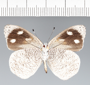  (Antigonis - CFC42095)  @11 [ ] copyright (2022) Center For Collection-Based Research Center For Collection-Based Research