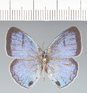  (Caeruleuptychia aetherialis - CFC42232)  @11 [ ] copyright (2022) Center For Collection-Based Research Center For Collection-Based Research