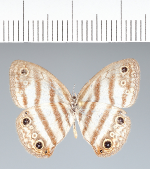  ( - CFC42288)  @11 [ ] copyright (2022) Center For Collection-Based Research Center For Collection-Based Research