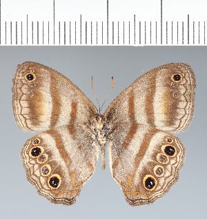  ( - CFC42320)  @11 [ ] copyright (2022) Center For Collection-Based Research Center For Collection-Based Research